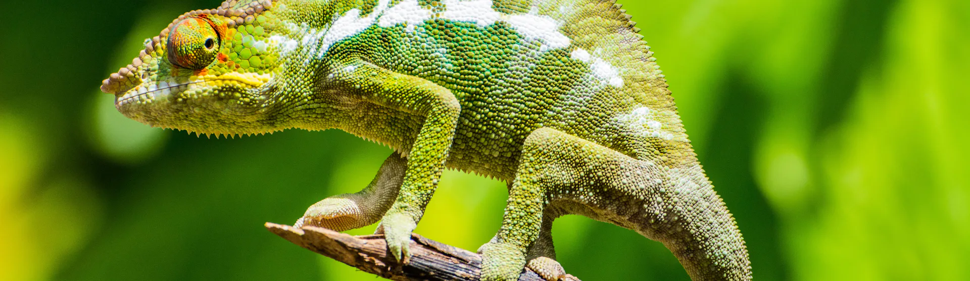 Madagaskar