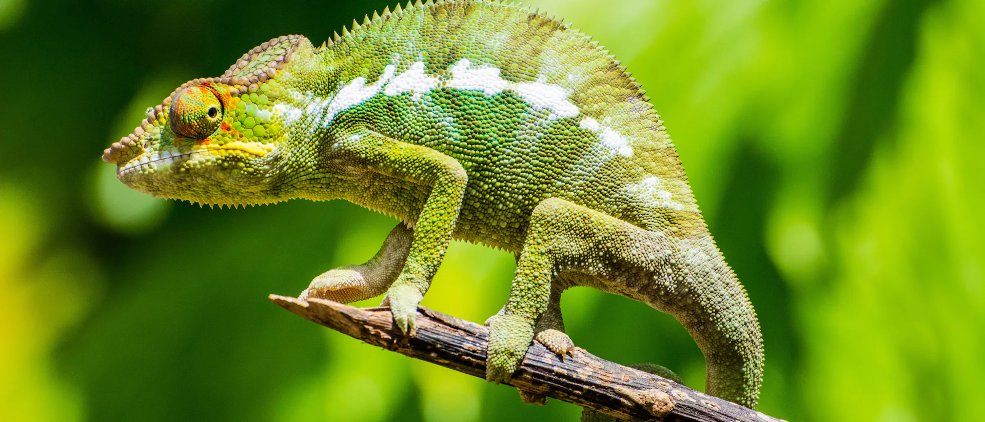 Madagaskar