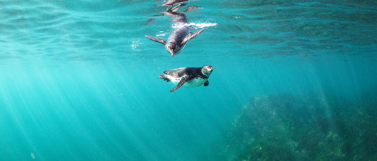 Snorkling med pingviner er som et eventyr.
